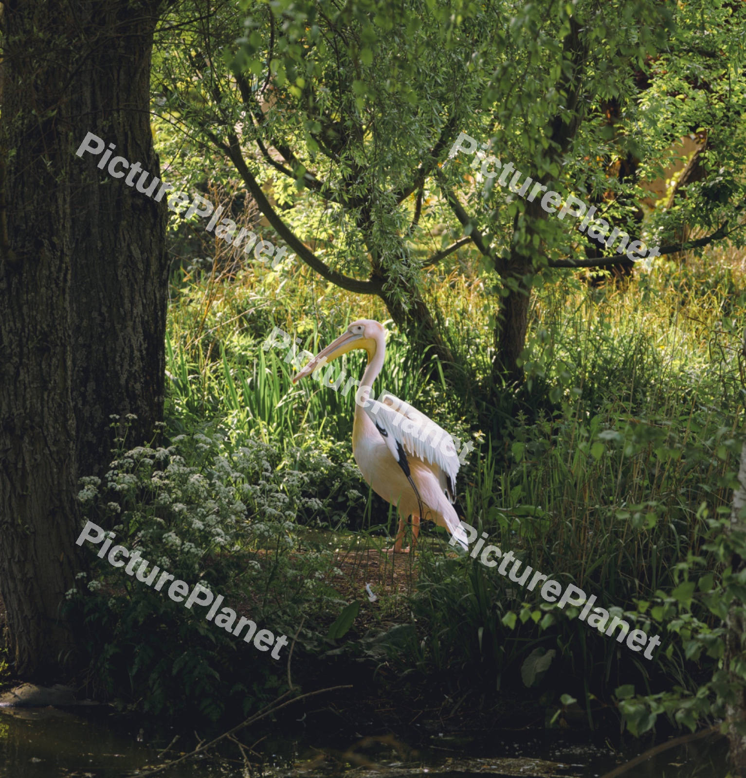 A Pelican Standing Lonely